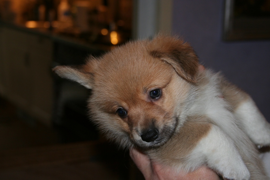 Puppies